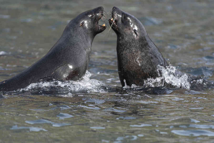 Lobo Marino Antártico - isla Robert - islas Shetland del Sur 14.jpg